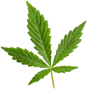 https://jerryscannabis.ca/wp-content/uploads/2018/12/marijuana_leaf.png